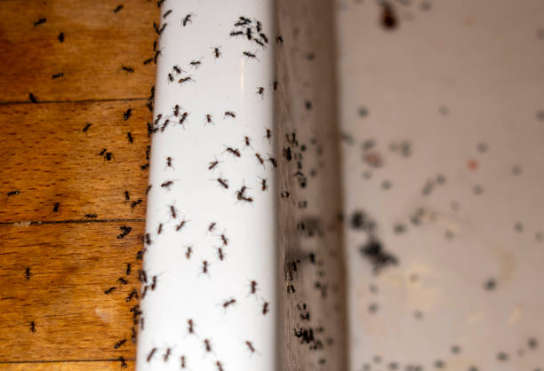 Best Best Pest Control Companies  in Pistakee Highlands, IL