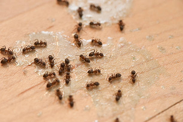 Best Pest Control Near Me  in Pistakee Highlands, IL