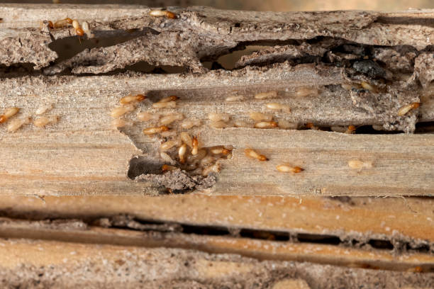 Best Commercial Pest Control Services  in Pistakee Highlands, IL